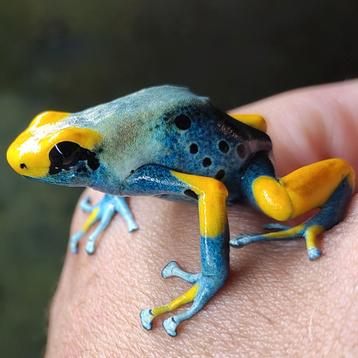 Dendrobates tinctorius 'Tumucumaque', topkwaliteit kikkers beschikbaar voor biedingen