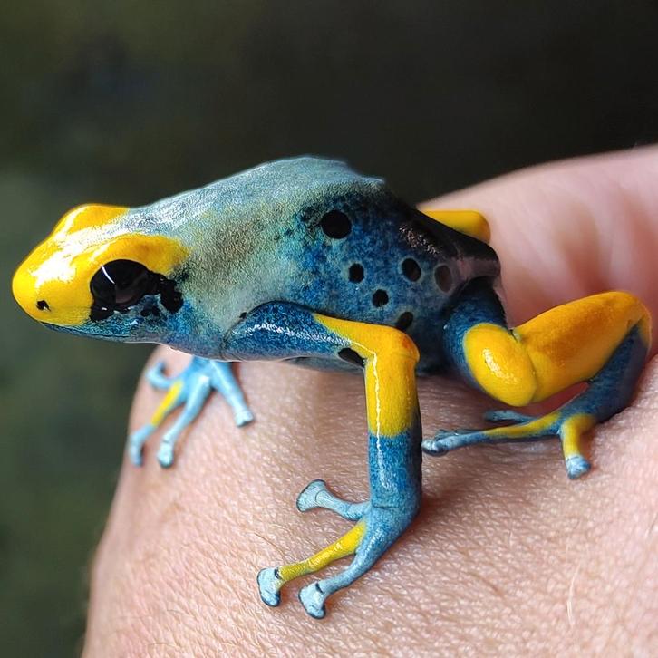 Dendrobates tinctorius 'Tumucumaque', topkwaliteit kikkers