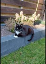 Mooie kat, Dieren en Toebehoren, Kater, Kortharig, 3 tot 5 jaar