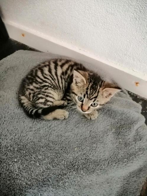 Nog 1 mooi kitten, Dieren en Toebehoren, Katten en Kittens | Overige Katten, Kortharig, Meerdere dieren, 0 tot 2 jaar