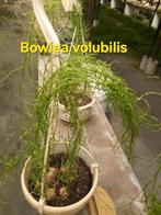 diverse soorten cactussen en vetplanten, Huis en Inrichting, Kamerplanten, Ophalen of Verzenden, Minder dan 100 cm, In pot, Cactus