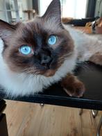 Ragdoll sealpoint, Dieren en Toebehoren, Katten en Kittens | Raskatten | Langhaar, Poes, Gechipt, 0 tot 2 jaar