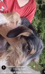 2 schattige pups op zoek naar lief baasje, Particulier, Rabiës (hondsdolheid), 15 weken tot 1 jaar, Buitenland
