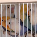 Fischeris-Opalines, Dieren en Toebehoren, Meerdere dieren, Dwergpapegaai of Agapornis, Geringd