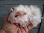 TK 2 mooie witte lunkarya baby,s, Dieren en Toebehoren, Knaagdieren, Meerdere dieren, Cavia, Tam