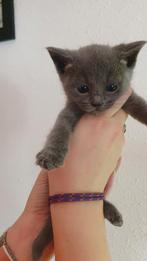 Blauwe Rus poesje met Stamboom, Poes, Met stamboom, 0 tot 2 jaar