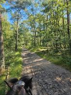 Stalling /pension /stalling aan het bos, Dieren en Toebehoren, Stalling en Weidegang, Stalling