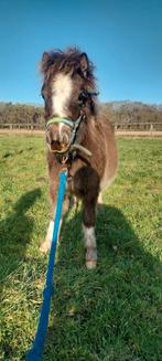 Mooie en lieve shetland pony, Dieren en Toebehoren, Pony's, Hengst, A pony (tot 1.17m), Recreatiepony, 0 tot 2 jaar