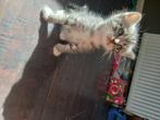 4 kittens(half heilige birmaan), Meerdere dieren