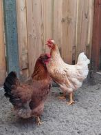 Jonge hennen - welsumer kruisingen, Dieren en Toebehoren, Vrouwelijk, Kip