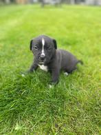 Boerboel x stafford pups, Rabiës (hondsdolheid), Overige rassen, 8 tot 15 weken, Meerdere