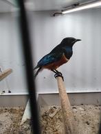 Driekleurglansspreeuw, Vrouwelijk, Tropenvogel, Geringd