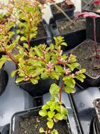 Stekjes van Roze vetkruid in P9 bakje, Ophalen, Bodembedekkers, Volle zon, Vaste plant