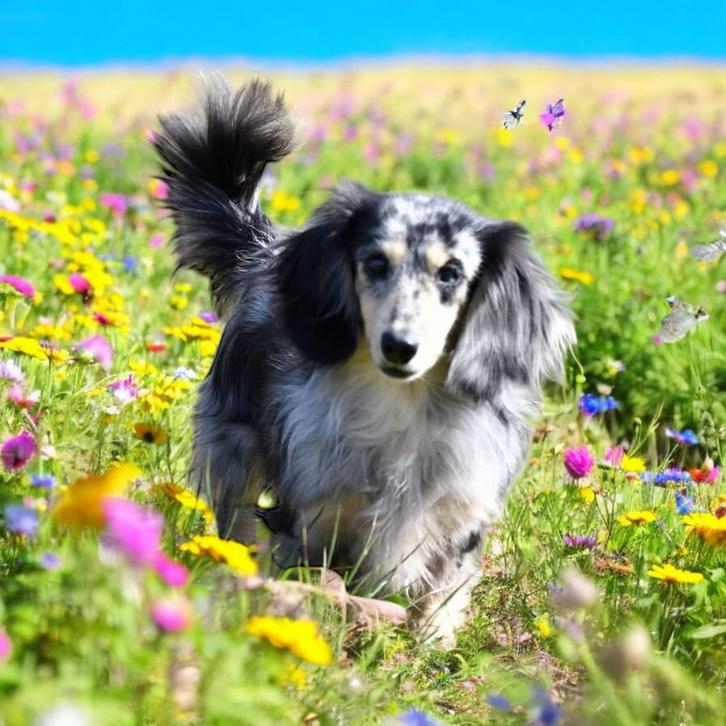 Zeer kleine blue zilver merle meg creme dekreu, Dieren en Toebehoren, Honden | Dekreuen, Reu, Fokker | Hobbymatig, Eén hond, Nederland
