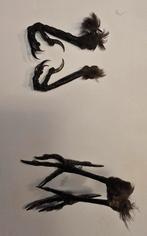 schedels en poten van kauw, kraai, Verzamelen, Dierenverzamelingen, Ophalen of Verzenden, Nieuw, Boerderijdier, Opgezet dier