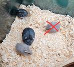 Campbell Groepen Hamser, Dieren en Toebehoren, Knaagdieren, April, Vrouwelijk, Hamster