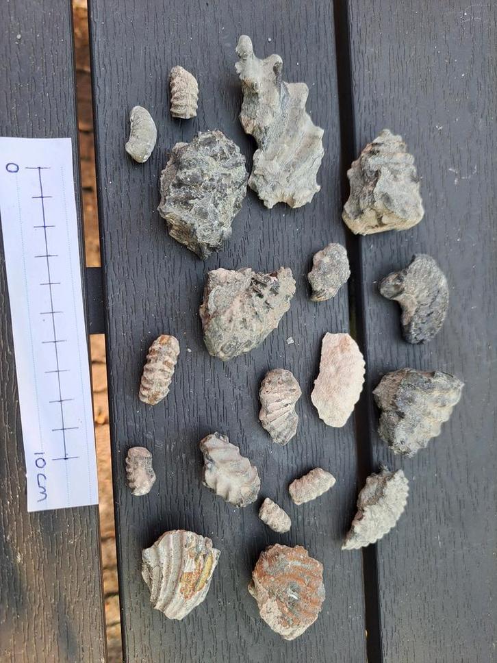 Fossielen Mix: Ammonieten & Fragmenten, Verzamelen, Mineralen en Fossielen, Fossiel, Ophalen of Verzenden