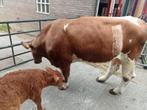 Maine-Anjou met stierkalf., Dieren en Toebehoren, Meerdere dieren, 3 tot 6 jaar