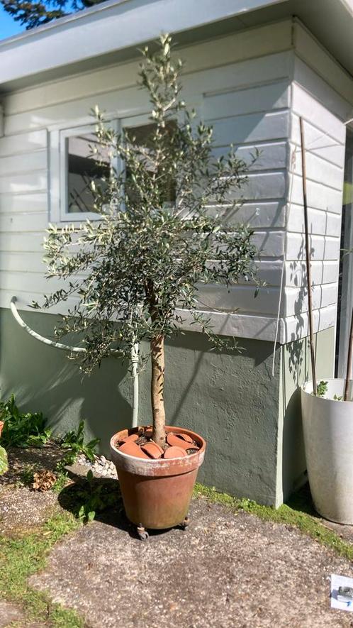 Oude olijfboom, Tuin en Terras, Planten | Bomen, Olijfboom, 100 tot 250 cm, Volle zon, Ophalen
