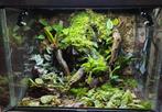 Luxe Terrarium – Compleet met Techniek – €550, Overige soorten, Met terrarium, 0 tot 2 jaar