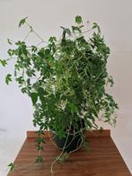 Ipomoea pubescens - klimplant - caudex, Ophalen, Overige soorten, Volle zon, Minder dan 100 cm