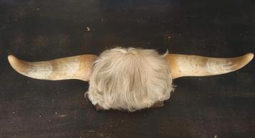 Stoere stierhoorns met vacht, stier hoorn taxidermie beschikbaar voor biedingen
