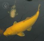 50 koikarpers van 85cm tot 20cm te koop SPOED, Dieren en Toebehoren, Vissen | Vijvervissen, Karper of Koi