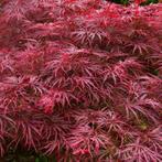 •	Acers – japanse esdoorn, Ophalen of Verzenden, Bloeit niet, Halfschaduw