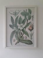 GRATIS - Botanische print met lijst, Ophalen, Zo goed als nieuw