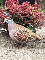 Bronsvleugel doffer., Dieren en Toebehoren, Mannelijk, Overige soorten