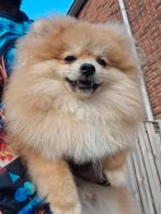 Pomeriaan dwergkees dekreu  (NIET TE KOOP !!), Dieren en Toebehoren, 15 weken tot 1 jaar, Reu, Eén hond, Nederland