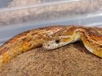 Korenslangen het. scaleless pair, Slang, 7 tot 10 jaar