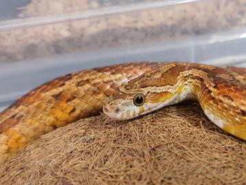 Korenslangen het. scaleless pair  beschikbaar voor biedingen