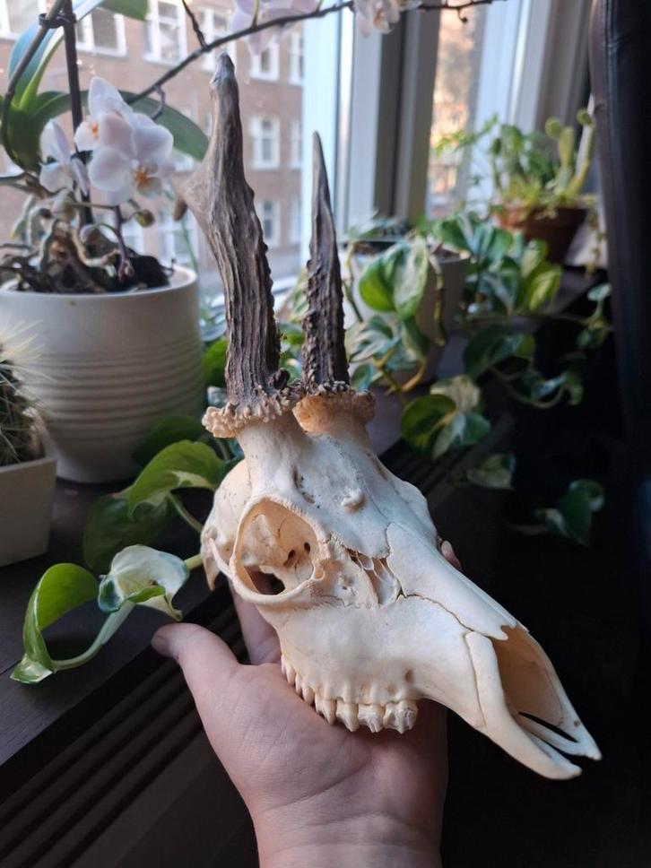 Hertenschedel met afwijkende hoorns, Verzamelen, Dierenverzamelingen, Nieuw, Gewei of Kop, Hert, Ophalen of Verzenden