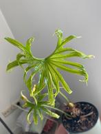 Anthurium Pedatoradiatum, Huis en Inrichting, Kamerplanten, Ophalen, Overige soorten, Minder dan 100 cm