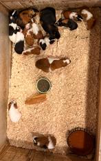 Baby cavia’s div kleiren en leeftijden, Dieren en Toebehoren, Meerdere dieren, Cavia, Voor 1 juli 2024, Tam