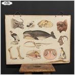 Oude dubbelzijdige schoolplaat - Biologie - Olifant Walvis D, Ophalen, Natuur en Biologie