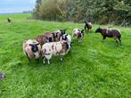 Bonte ooien en ooilammeren, Dieren en Toebehoren, Vrouwelijk, Schaap