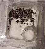 Eitjes van 3 soorten wat grotere wandelende takken, Dieren en Toebehoren, Insecten en Spinnen, Wandelende tak