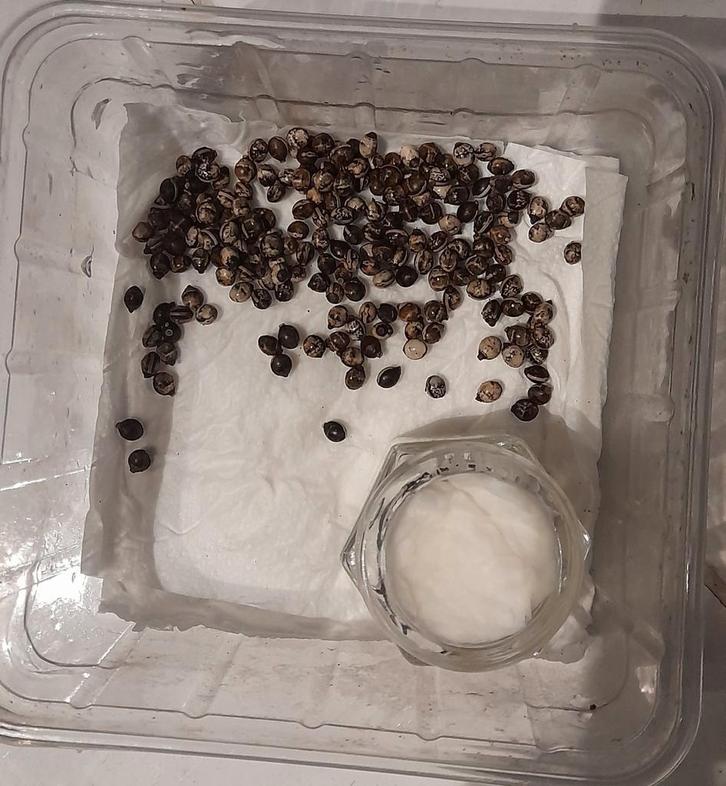 Eitjes van 3 soorten wat grotere wandelende takken, Dieren en Toebehoren, Insecten en Spinnen, Wandelende tak