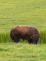 100% VRB stamboek DIKBIL stier, Dieren en Toebehoren, Runderen, Mannelijk