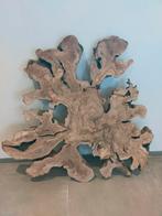 Wortelstuk Spaanse olijf  boomstamschijf, Ophalen, Nieuw