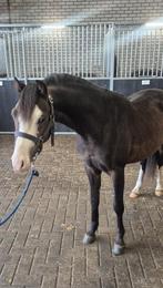 2,5 jarige welsh sectie B hengst, Dieren en Toebehoren, Met stamboom, Hengst, 3 tot 6 jaar, C pony (1.27m tot 1.37m)