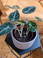 Alocasia Black velvet, Ophalen, Overige soorten, Minder dan 100 cm