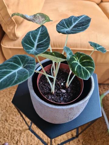 Alocasia Black velvet  beschikbaar voor biedingen