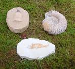 Fossielen vis, ammoniet en mosasaurustand, Verzamelen, Mineralen en Fossielen, Ophalen of Verzenden, Fossiel