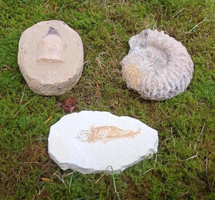 Fossielen vis, ammoniet en mosasaurustand, Verzamelen, Mineralen en Fossielen, Fossiel, Ophalen of Verzenden