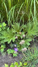 Gunnera Manicata, Ophalen, Zomer, Overige soorten, Volle zon