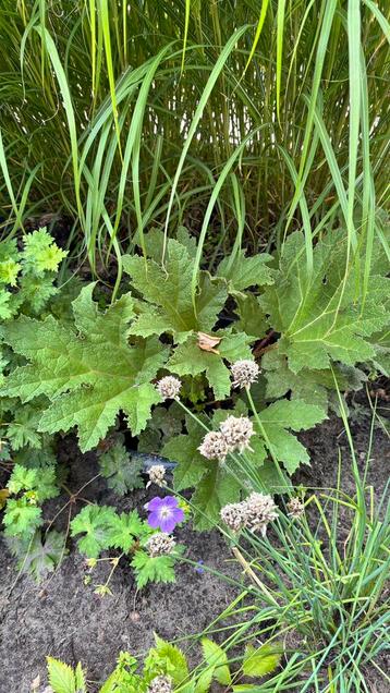 Gunnera Manicata beschikbaar voor biedingen