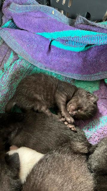 Lieve kittens alvast te reseveren beschikbaar voor biedingen